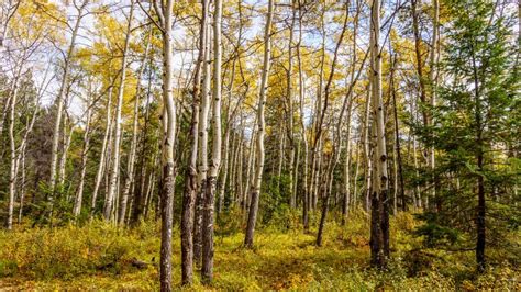 White Birch Tree Forest Stock Image Image Of Outdoor 61280023