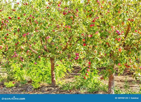 Apple Trees With Ripe Fruits In The Orchard Stock Photo Image Of