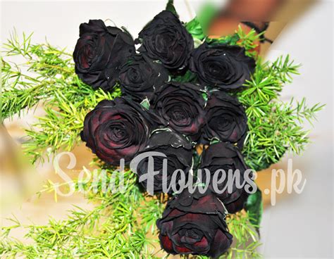 Claire Dalgety Black Roses Flowers Delivery R5 Black Roses Sophia