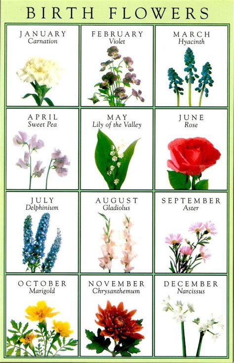 Birth Flowers Birth Month Flowers Flower Meanings