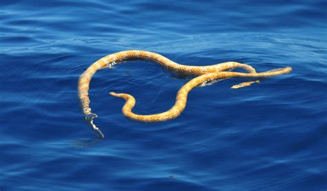 Rare Sea Snake Discovery Off Wa Coast Australian Geographic
