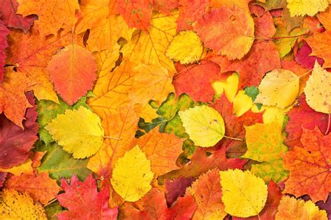 Autumn Leaves 4k Ultra Hd Wallpaper Background Image 3888x2592