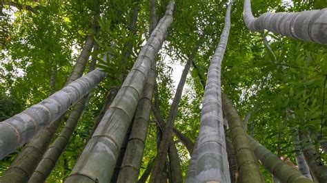 The Worlds Biggest Bamboo Dendrocalamus Sinicus Bambu Batu