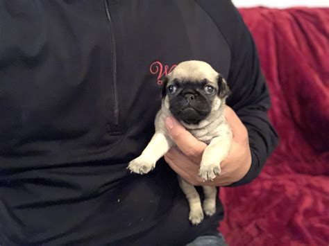 I strive for healthy pug puppies and only breed the best pug characteristics and traits possible. Pug Puppies For Sale | Dallas, TX #274737 | Petzlover