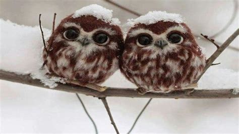 Funny Owls And Cute Owl Sweet Owls In Videos Compilation Cute Baby