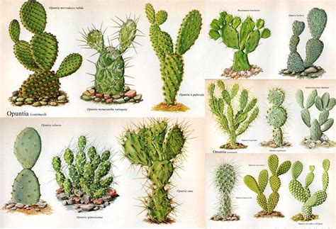 Todo Lo Que Debes Saber Sobre Los Nombres De Cactus