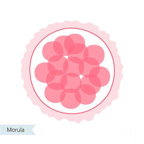 Morula Photograph By Pikovit Science Photo Library Pixels