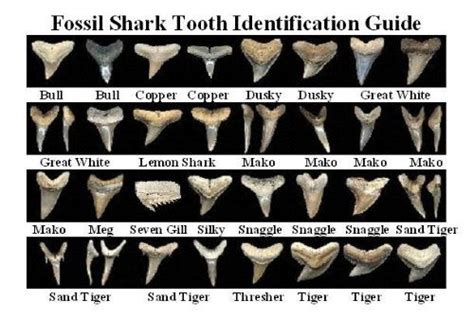 6 to 30 characters long; Dig for Prehistoric Fossil Shark Teeth + 1 Megalodon ...