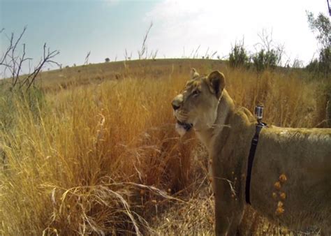 Lioness Gopro Video Lion Hunts A Buck With Kevin Richardson Video