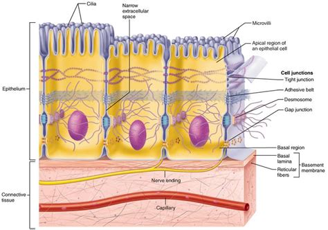 I Epithelial Tissue Cell Junction Basement Membrane Epithelial Tissue
