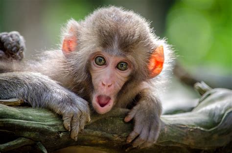 Free Download Cute Baby Monkey Hd Wallpaper Background Images