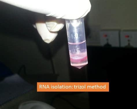 Rna Isolation Trizol Method Introduction Requirements And Test
