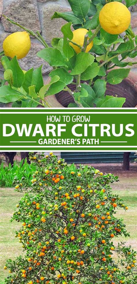 How To Grow Dwarf Citrus Trees Gardeners Path