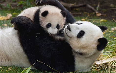 Mama Panda Bear With His Baby Hd Animals Wallpapers