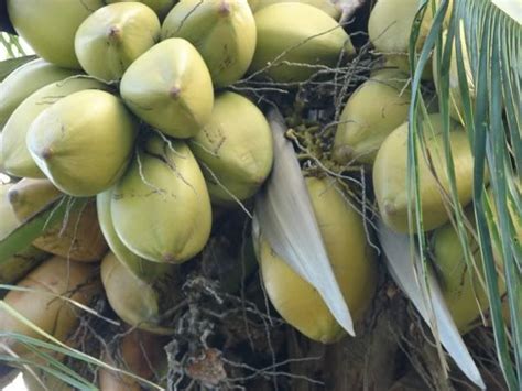 Polynesian Produce Stand Coconut Sprouted Tropical Tree Cocos