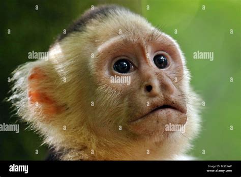 Wild White Faced Capuchin Monkey Cebus Capucinus Face Close Up In