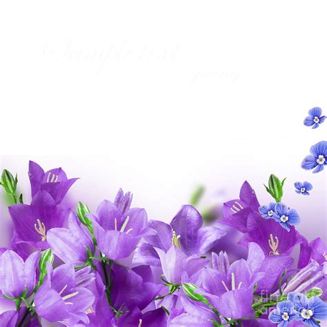 Beautiful Purple Flower Frames Photograph By Boon Mee