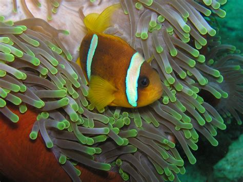 Free Images Diving Underwater Green Fauna Coral Reef Clown Fish