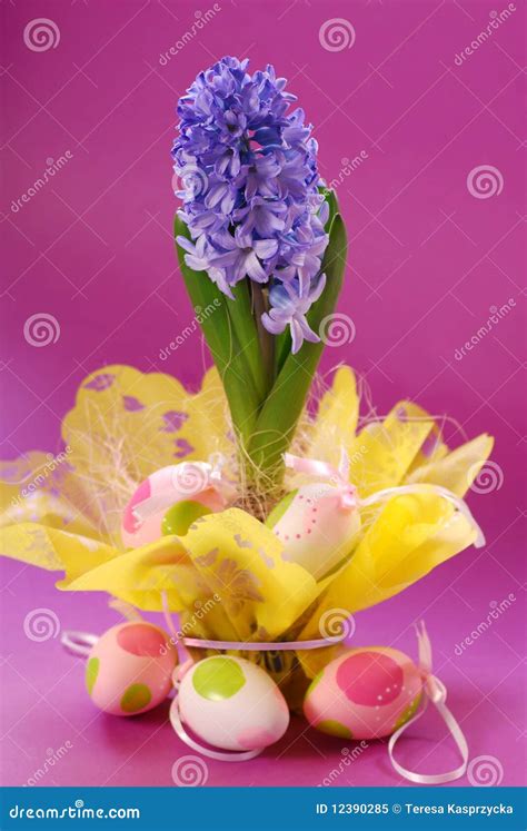 Hyacinth For Easter Stock Image Image Of Hiacynt Spring 12390285