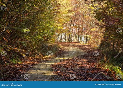 Autumn Road Through The Forest With Bright Side Sun Rays Stock Photo