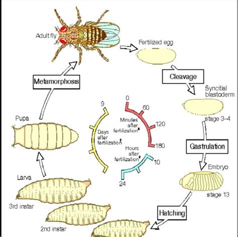 about the fruit fly drosophila melanogaster