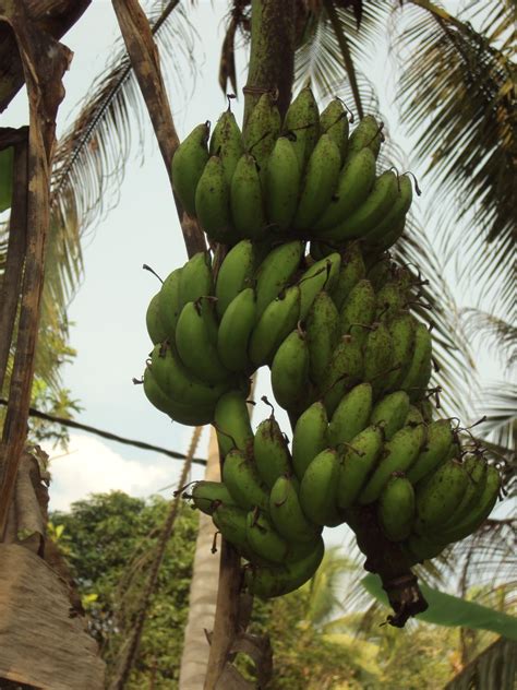 Rasa pisang uli sangat manis. Hang Kebun: PELBAGAI JENIS PISANG