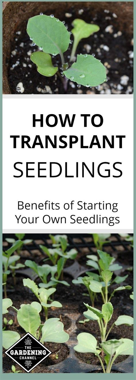 Learn These Seed Starting Tips And How To Transplant Seedlings