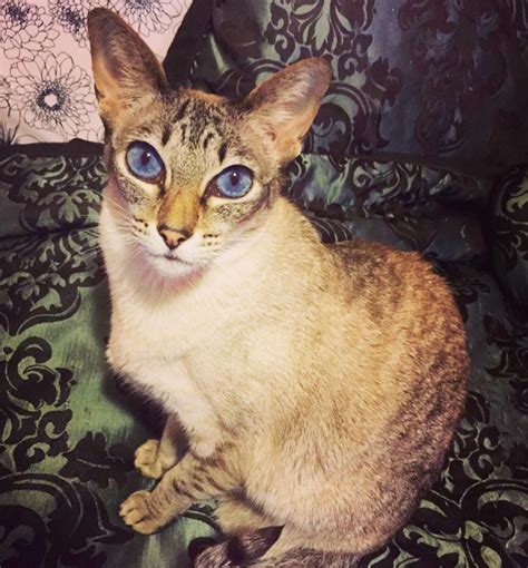 Javanese Cat Breed Information Pictures Characteristics And Facts