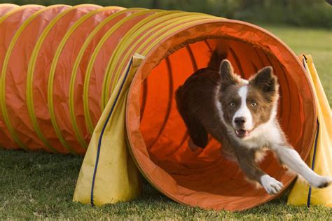 How To Train Your Dog To Run Through A Tunnel Wag