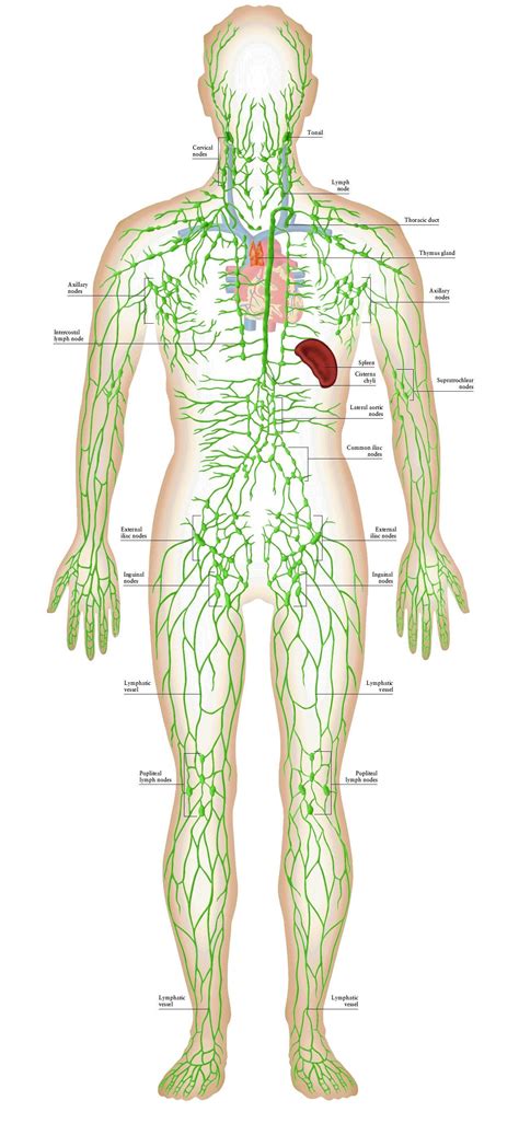 What Do Lymph Nodes Do In Your Body Kwhatdo