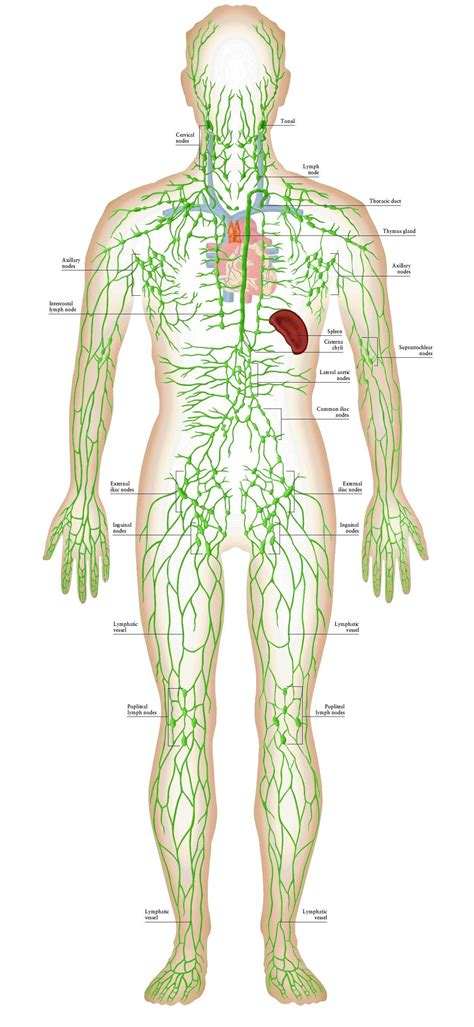 Lymphoma can affect all those areas as well as other organs throughout the body. Lymphatic System - great illustration #lymphaticsystem | Lymphatic system anatomy, Lymphatic ...
