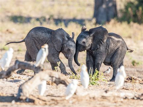 The Best Of Chobe Tours And Safaris Pangolin Photo Safaris