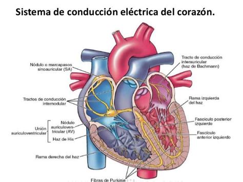 Sistema De Conduccion Cardiaca Portafolio De Uci