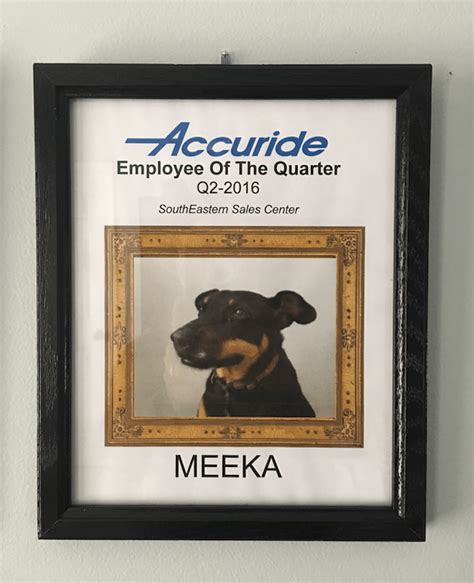 Highlight the contribution of team members with an employee of the month template certificate you make yourself. Dog Employee Wins 'Best Employee' Award One Year and Counting