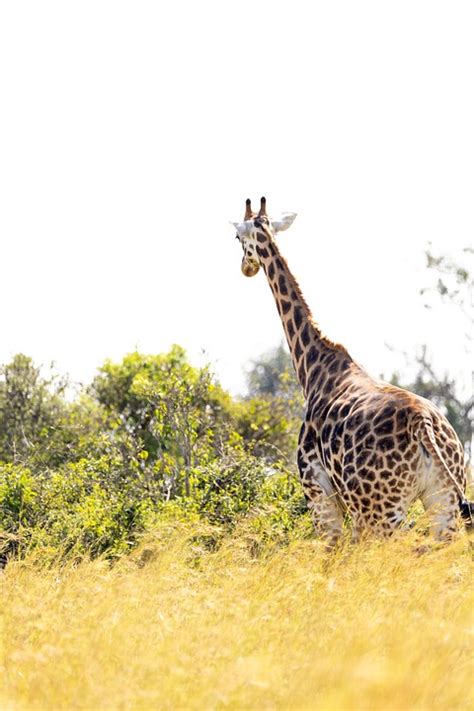 Giraffe Tier Safari Kostenloses Foto Auf Pixabay