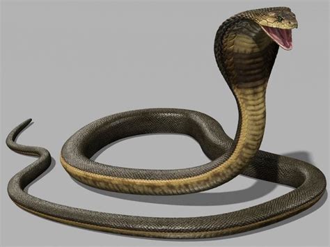 King Cobra Snake 3d Model Maya Files Free Download King Cobra Snake