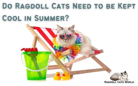 Do Ragdoll Cats Need To Be Kept Cool In Summer Ragdoll Cats World