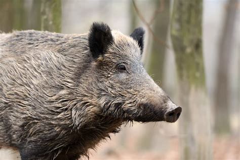 Wild Boar In Autumn Forest Stock Photo Image Of Snout 77550246