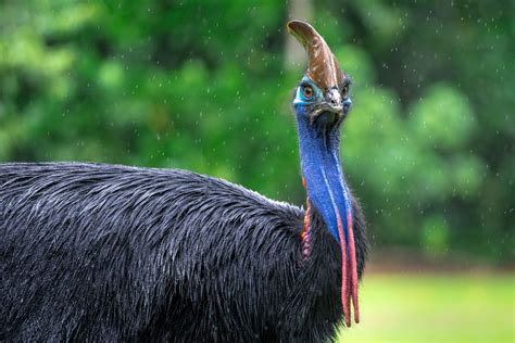Biology And Physiology Save The Cassowary Rainforest Rescue
