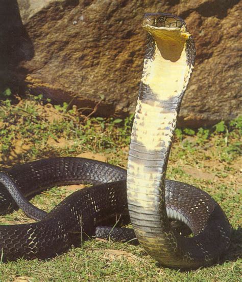 Fileindian King Cobra Wikipedia