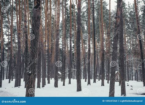 Brown Pines In Snowy Forest Stock Photo Image Of Flora Brown 109247264