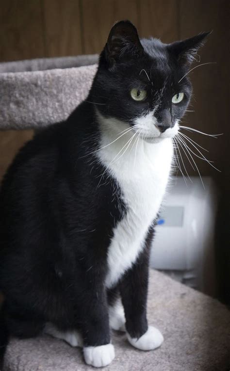 Tuxedo Cat Facts With Pictures