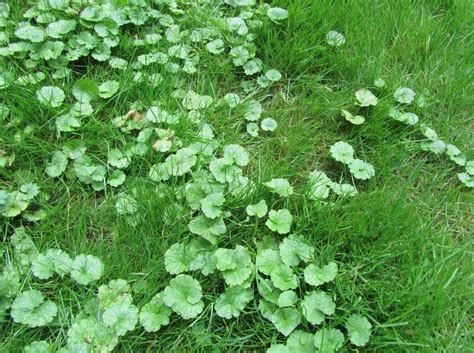 Clip the leaves and stems. Broadleaf Weed Control — MARK'S LAWN SERVICE INC.