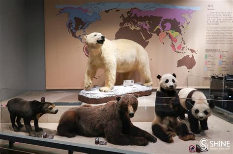 Rare Polar Bear Specimen Roars Into Local Museum Shine News