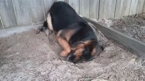 Rex The German Shepherd Digging In His Sandbox Youtube