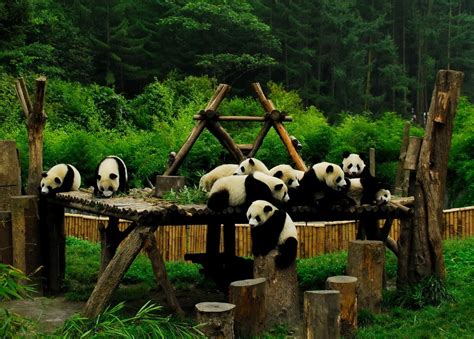 Saving Giant Pandas In China With Earthwatch Globalgiving
