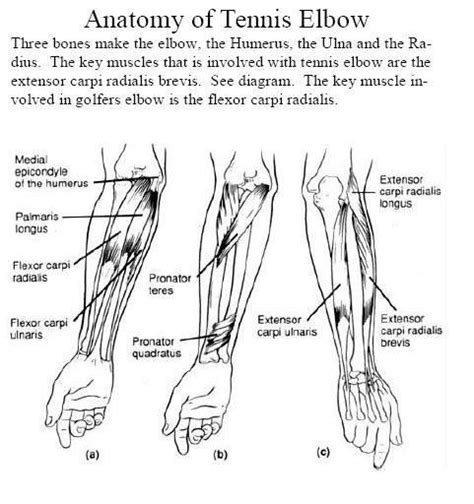 Anatomy Of Tennis Elbow