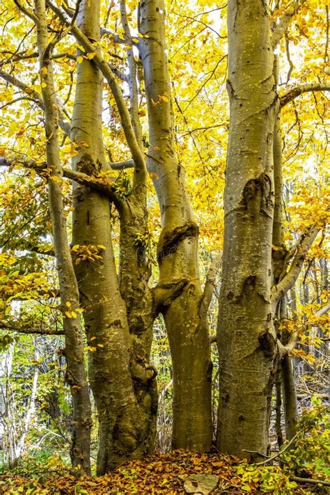 Beautiful Conjoined Gold Colored Autumn Beech Trees In The Forests Of