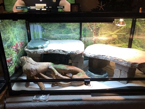 Information On Bearded Dragon Enclosure And Set Ups Atomic Lizard Ranch