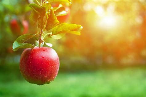 Ripe Red Apple Close Up With Sun Rays And Apple Orchard In The